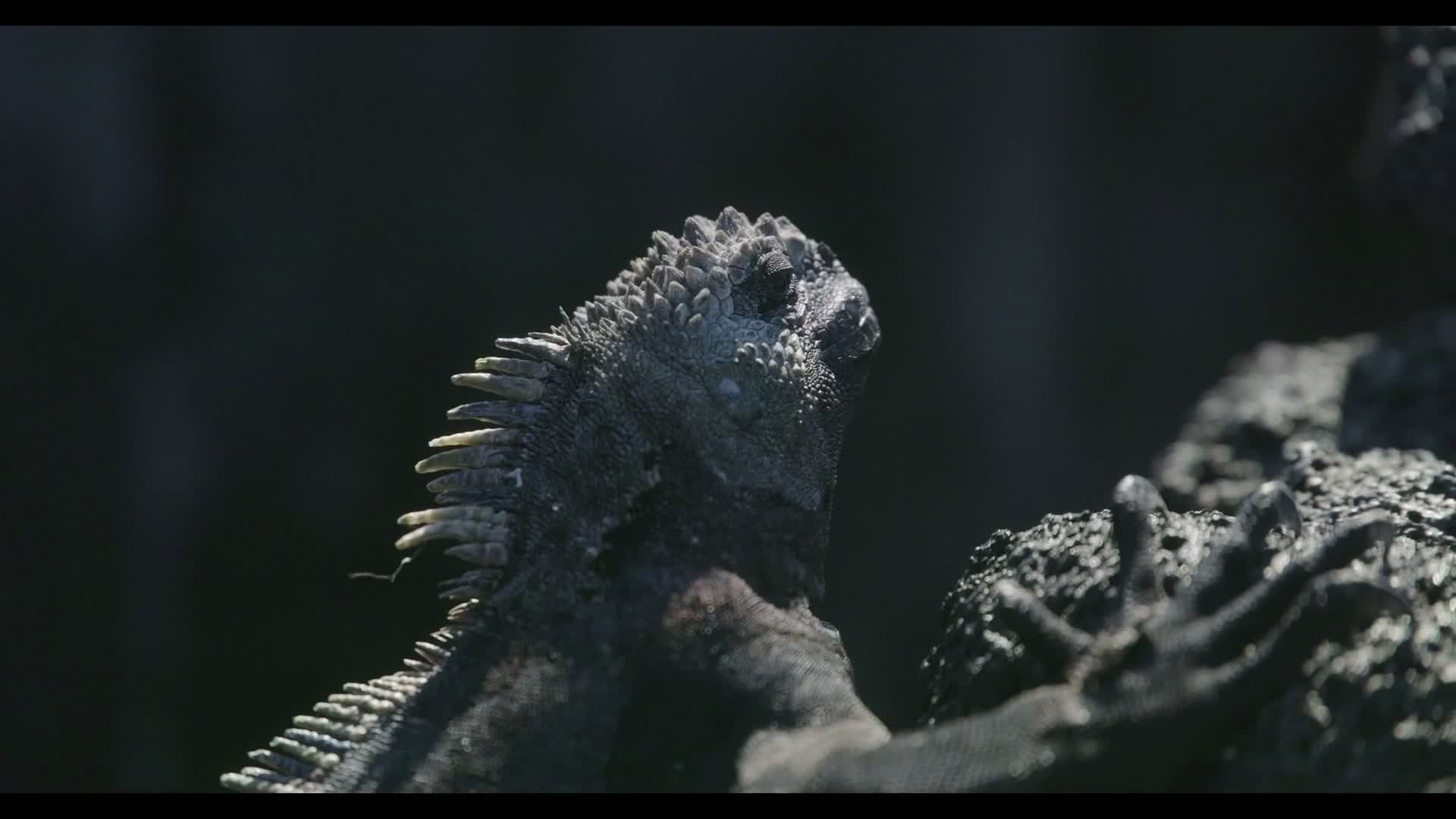 Animal head closeup from the existing Galápagos review edit